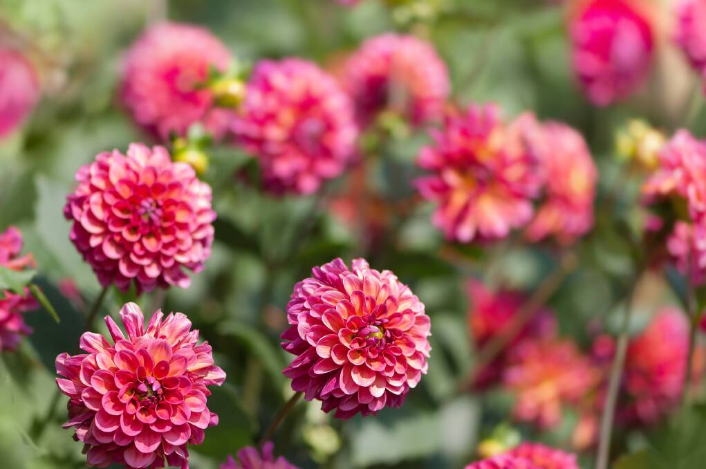 Depending on where you live, dahlia tubers can either be left in the soil or lifted and stored in winter.