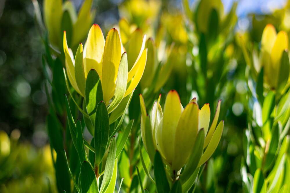 Leucadendron flowers are formed from the leaves of the plant itself.