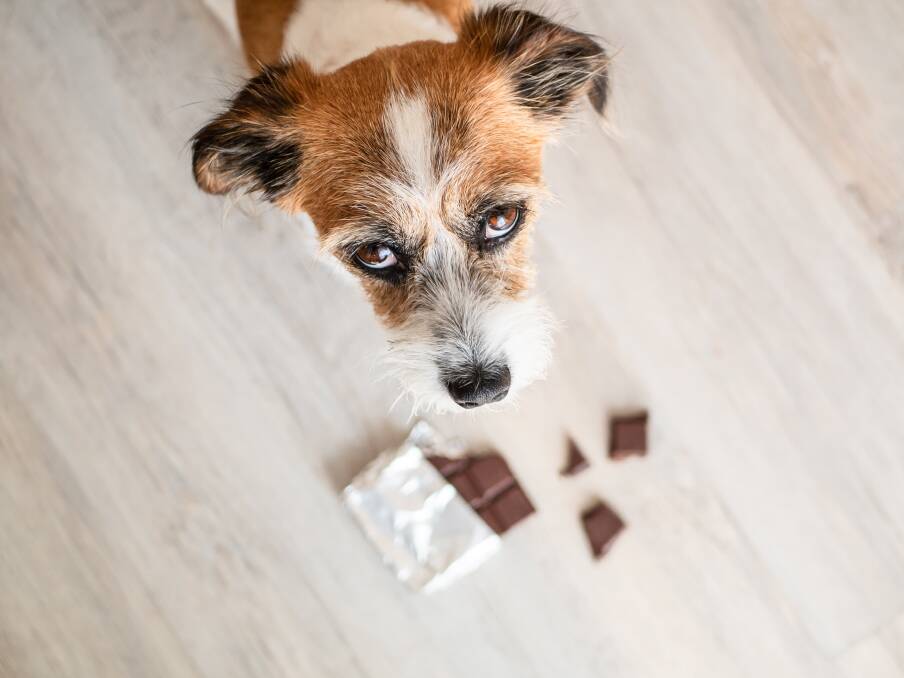 THREAT: With so much chocolate about, the risk to pets at Easter is high. Picture: Shutterstock