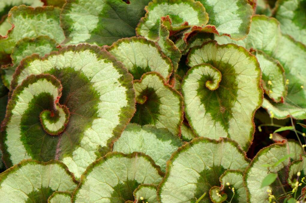 WORKS OF ART: Begonias are highly-prized for their stunning foliage clearly exemplified by the Begonia escargot variety.