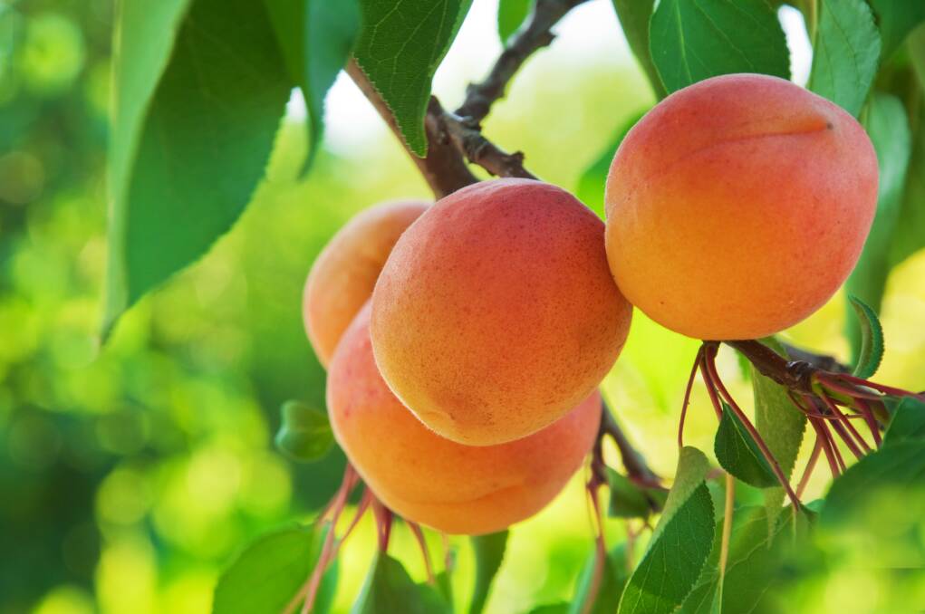 A spray of copper oxychloride will give stone fruit the jump on a range of diseases.