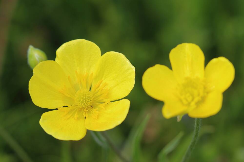 Ranunculus acris reflects the buttercup family connection.