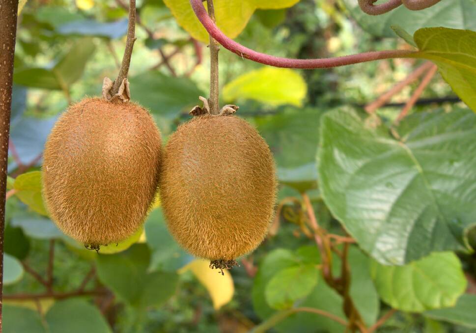 The long-lived kiwi will benefit from regular pruning.