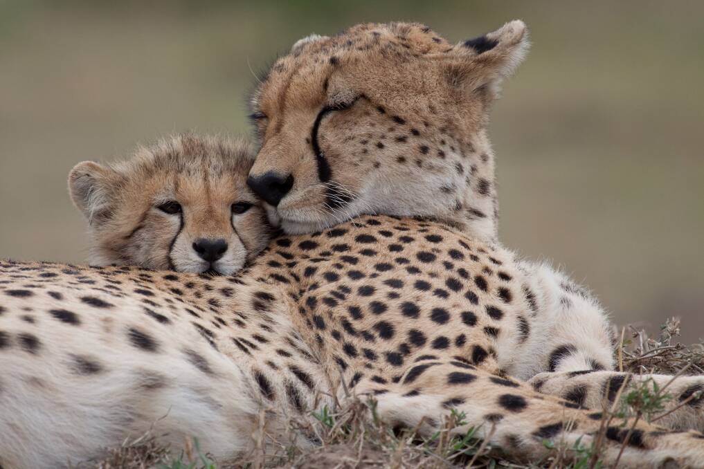 TENDER MOMENT: Cheetahs will raise up to six cubs alone on the African plains where they must fend off many much larger predators.