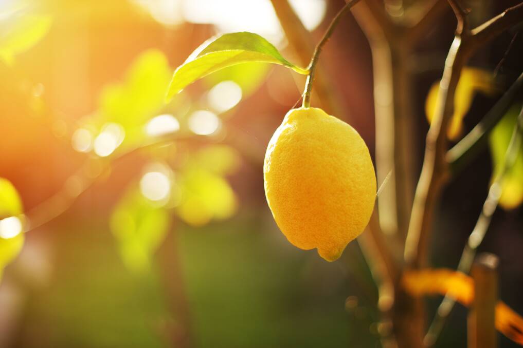BUMPER CROP: Lemons are a popular choice in Tasmanian gardens and can absolutely thrive with the right care and conditions.
