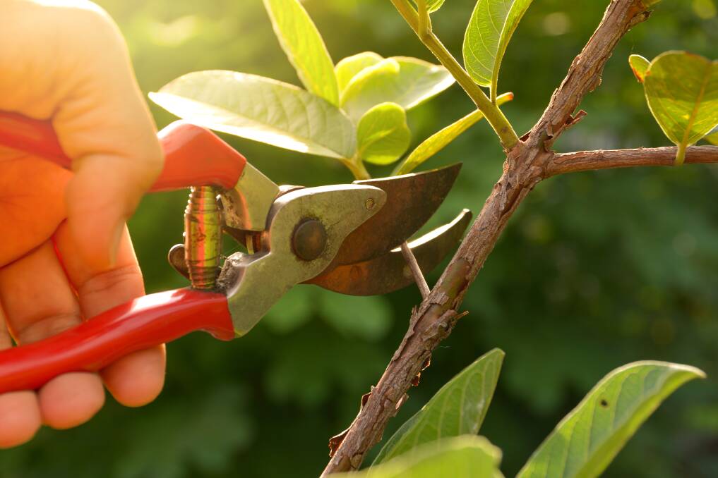 Some trees may benefits from a prune after a long winter.