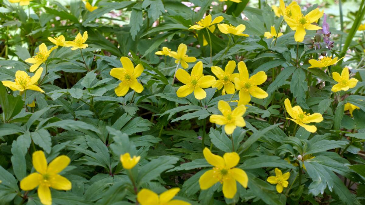 The Anemone ranunculoides will brighten any shady spot with its golden flowers.