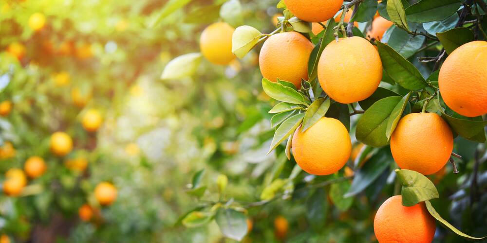 Feed citrus now and control any pests like black scale insects.