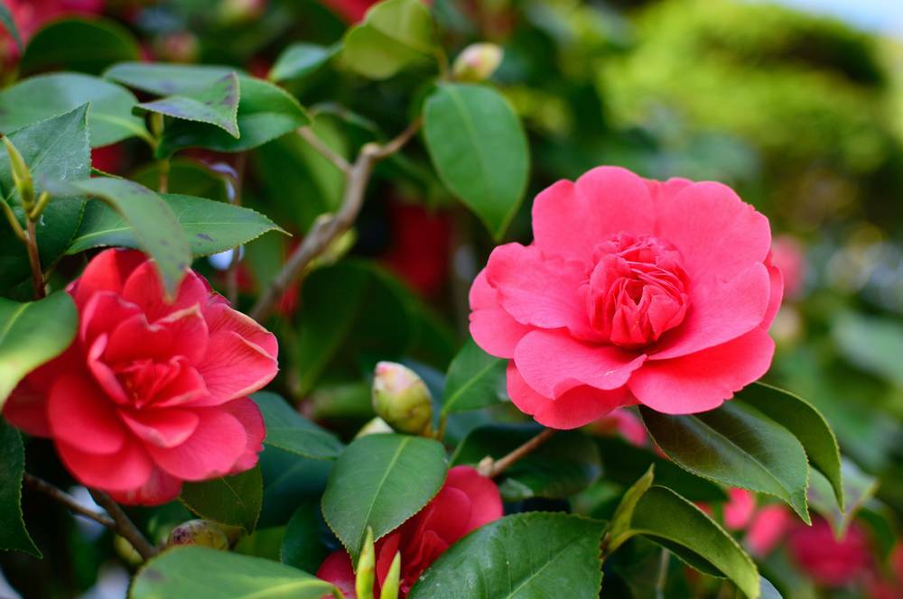 Camellia bushes can be utilised in a multitude of ways in the garden.