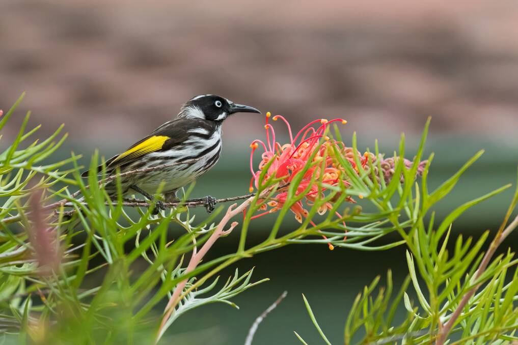 FLOWER FOCUS: Flowers are often perceived as the main attraction for birds, but many species eat a variety of foods,