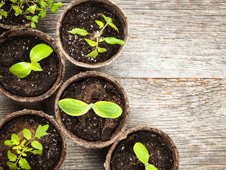 When choosing plants, select healthy, vibrant and fresh seedlings and avoid those already in bloom.