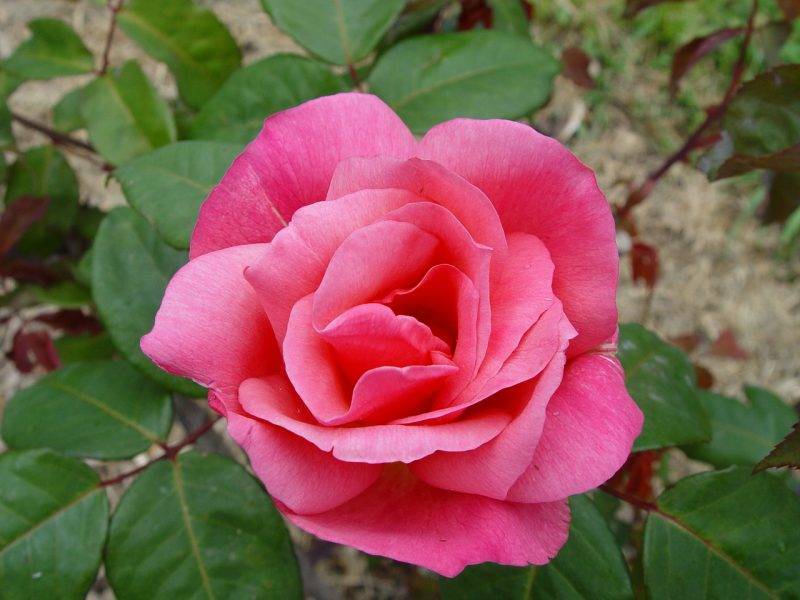 Rosa Lorraine Lee is a sweet climbing variety. Picture: Ross Roses