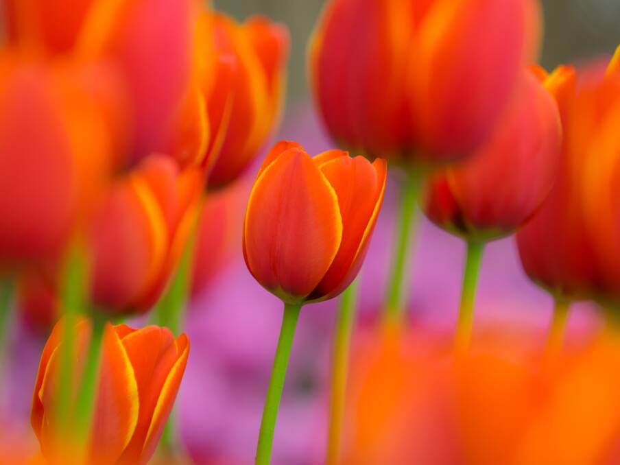 Tulip bulbs are now available so pop them in the crisper for six weeks prior to planting to initiate the new growth.
