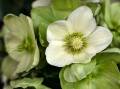 Hellebore Ice Breaker Max is just one of the many stunning varieties of Hellebores now available. Pictures: Shutterstock