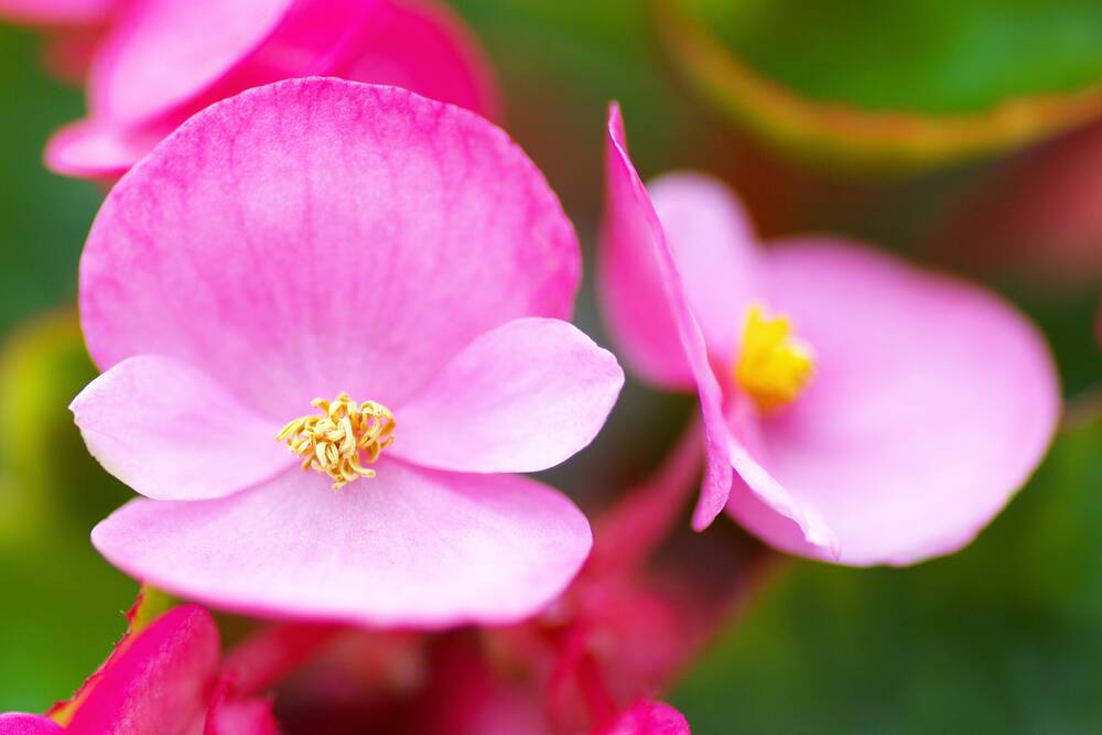 Begonias also have lovely flowers in a range of colours and forms.