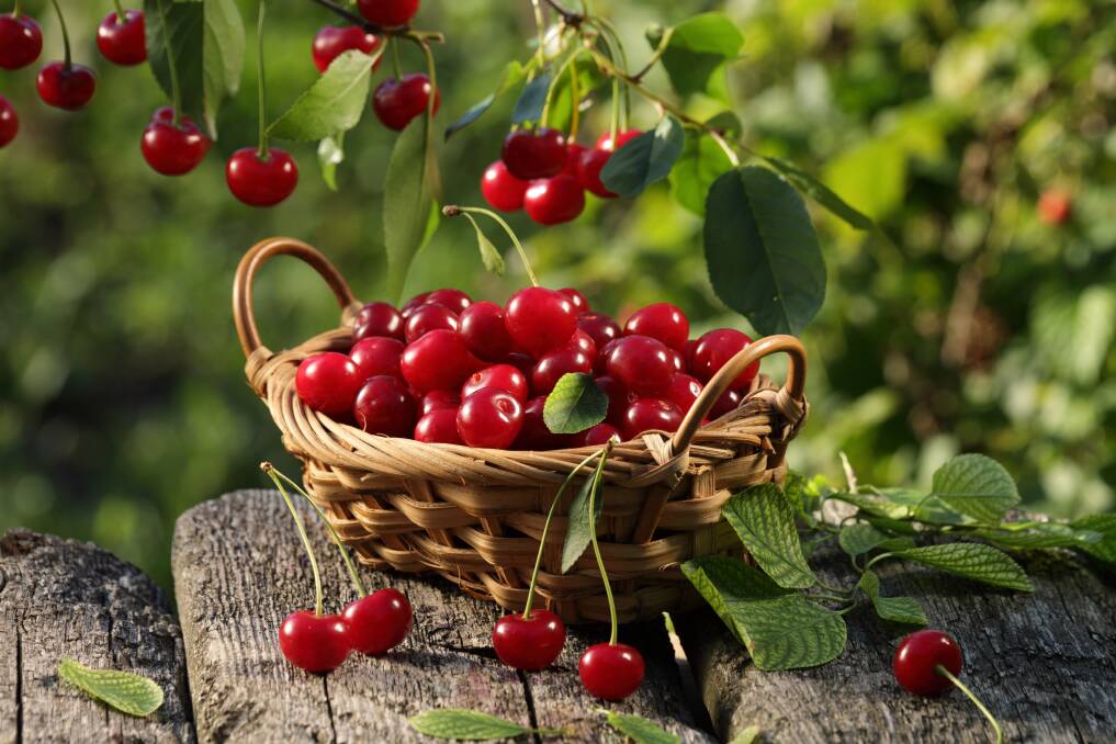For a supply of delicious cherries choose a tree that best suits your soil and climate.