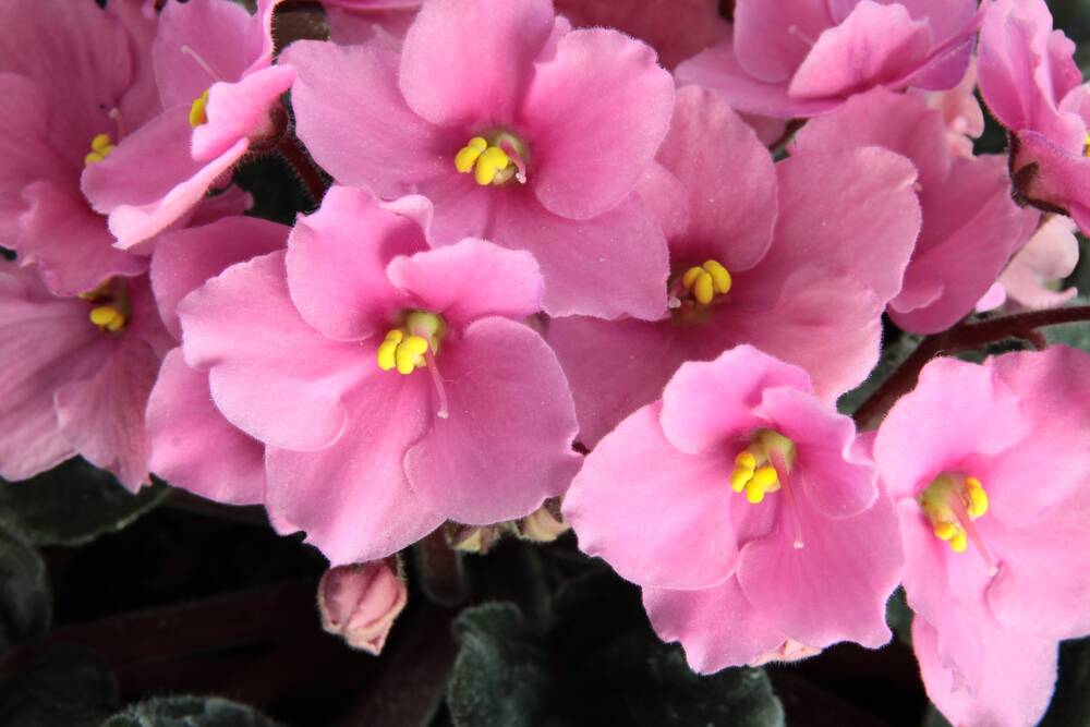 African violets need eight hours of darkness a day to thrive.