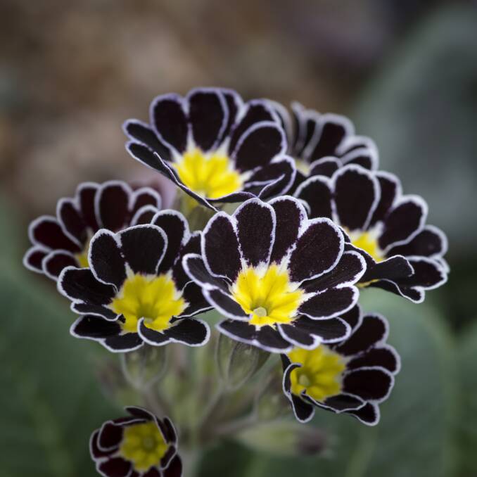 Polyanthus are ideal winter bloomers with bright colours to lift a chilly garden.