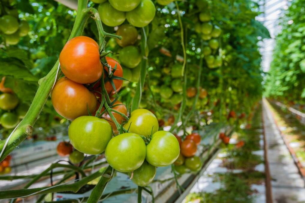 There are several different techniques for pruning tomatoes depending on their variety.