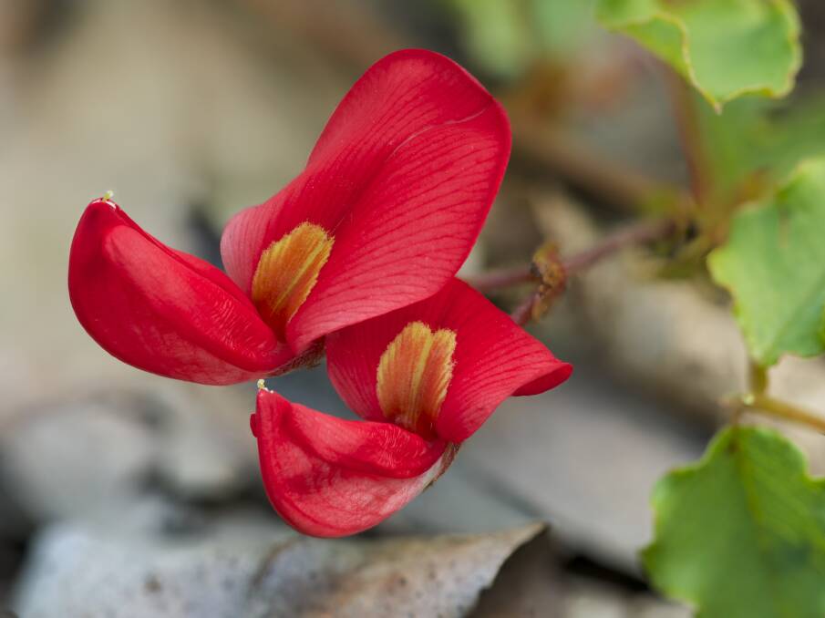 Kennedia prostrata, or running postman, can be found in the bush in most parts of Tasmania.