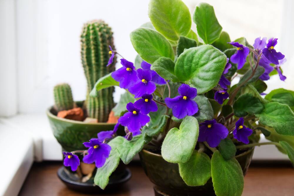 Their compact size makes African violets the perfect indoor plant.