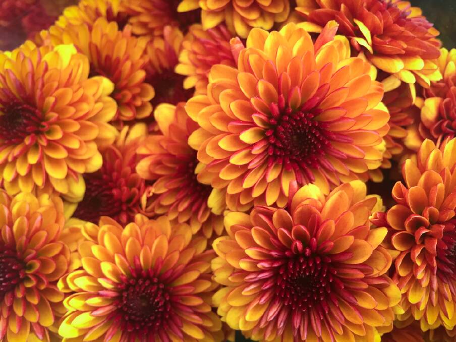 With branching types of chrysanthemums, give them a little pinch to help keep them nice and bushy.