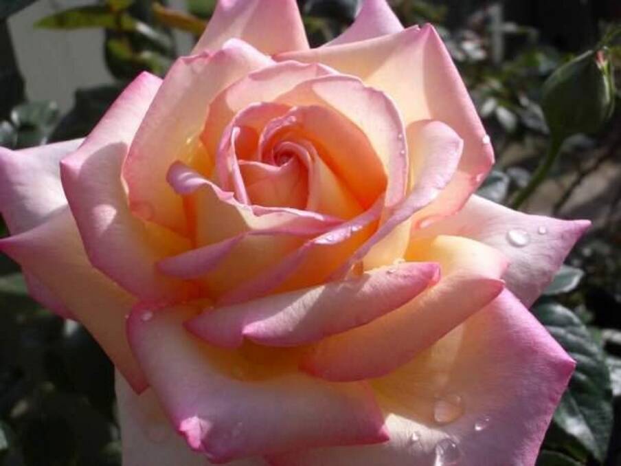 HORTICULTURE HERITAGE: The longevity and popularity of the Peace rose, created in 1952, is a testament to its versatility.