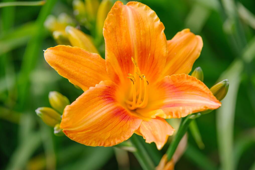 The deceptively hardy and stunning daylily is a constant in summer gardens.