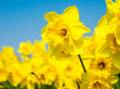 HERALDS OF SPRING: Daffodils have been feted for millennia and are the source of many myths and legends. Pictures: Shutterstock