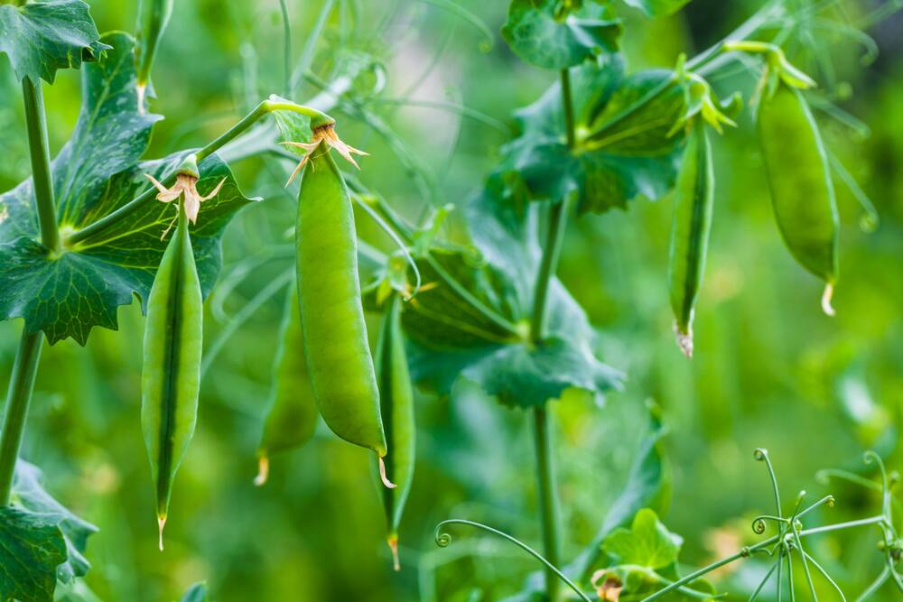 Homegrown peas have a crisp texture and a flavour all their own.