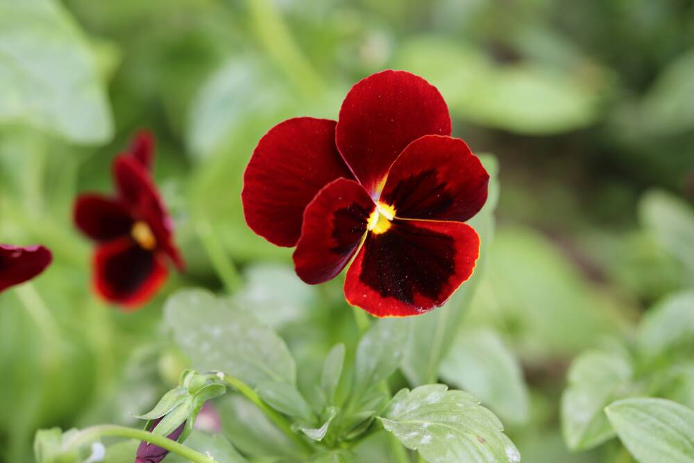 Pansies, and their best friends violas, are staples of any winter garden.