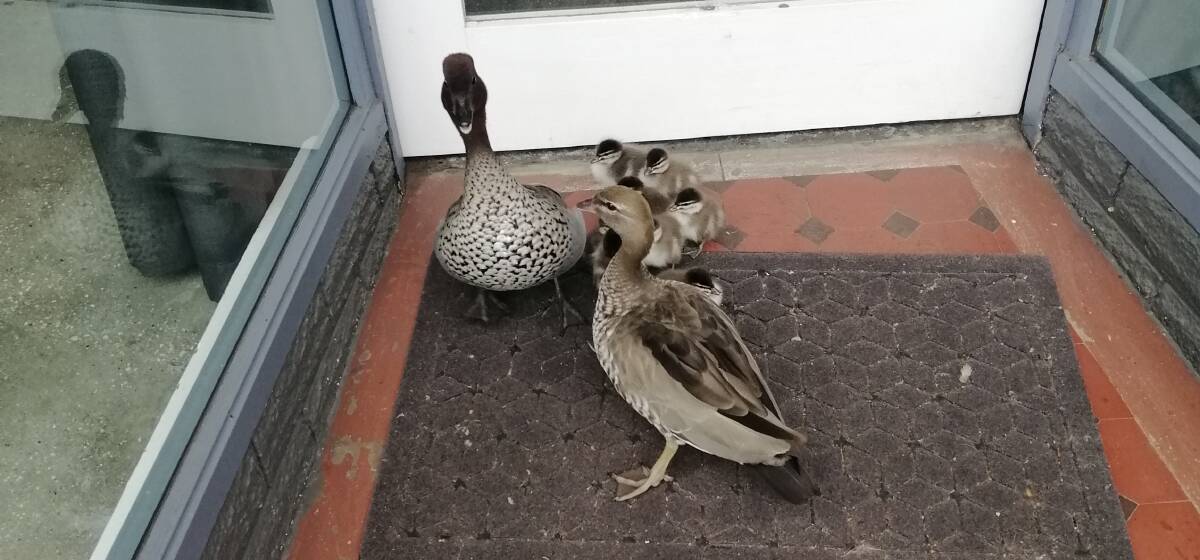 DUCK AND WEAVE: It is highly likely that there is less fluff and more substance in this avian family currently residing in Blackstone Heights, than is found in our flock of federal politicians. Picture: Supplied