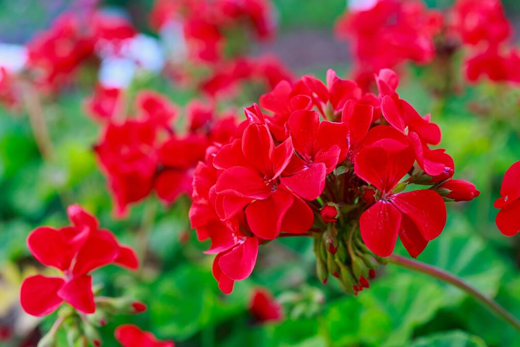 LONG-LASTING: Prized by plant hunters of the 17th century, geraniums have maintained their appeal down the centuries.