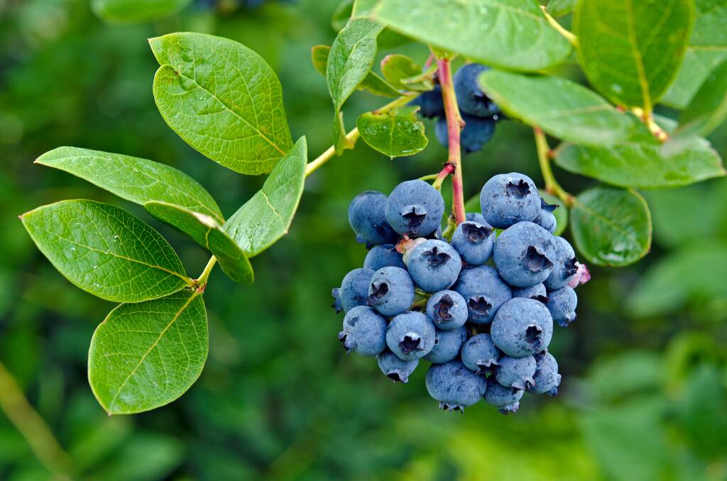 BLUE BOUNTY: Delicious and attractive, blueberries have a long lifespan, up to 50 years, making them a great garden investment