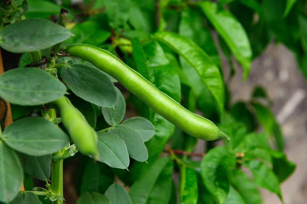 Broad beans enrich gardens with nitrogen and people with fibre, vitamins and more.
