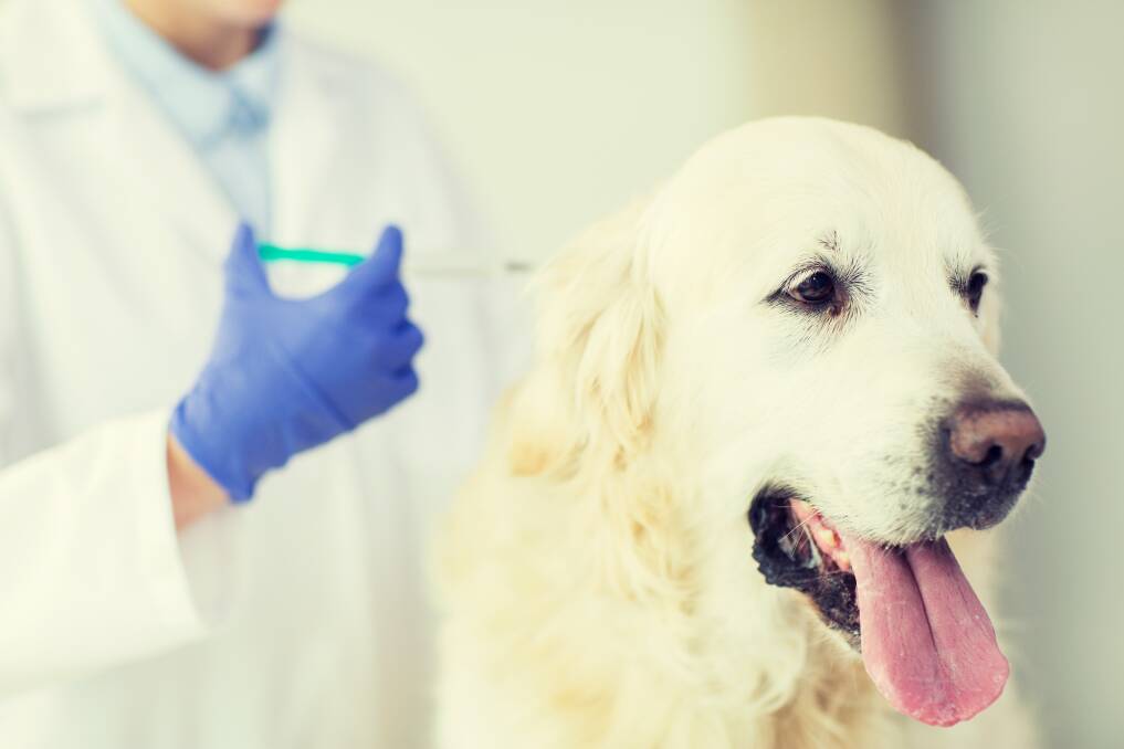 SAFETY NET: Vaccinations are the first line of defence for your pet against some very serious diseases.