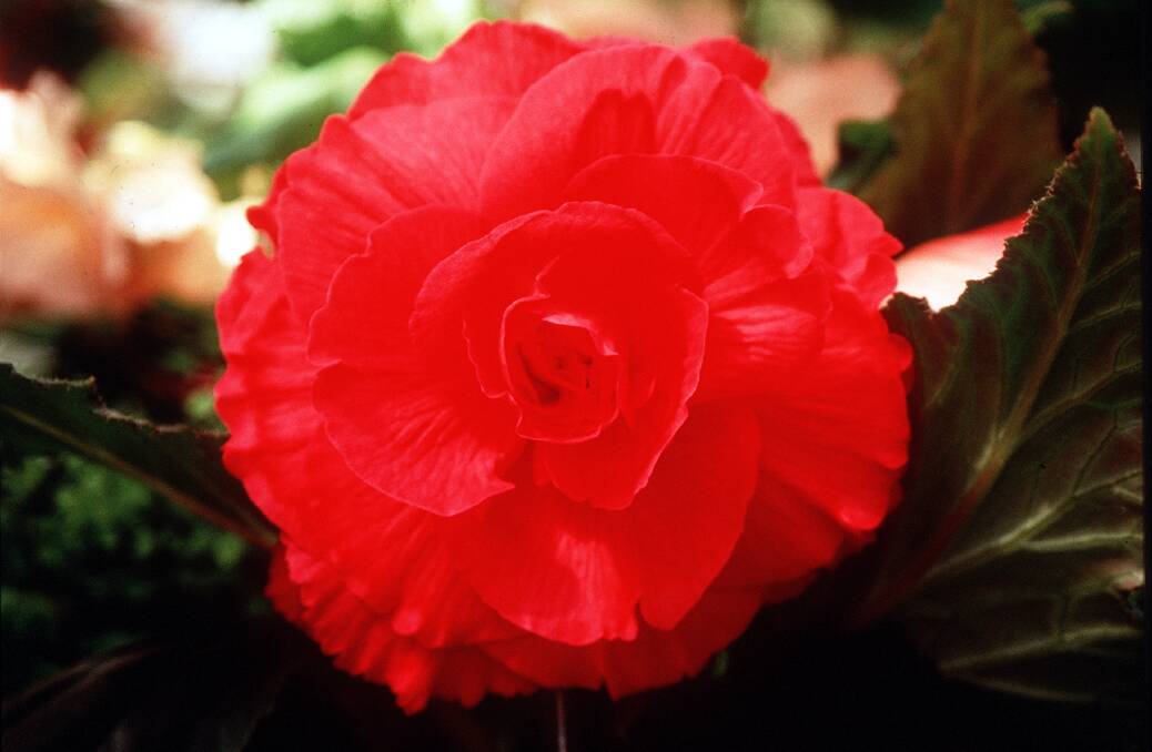 June and July are the ideal times to start tuberous begonias.