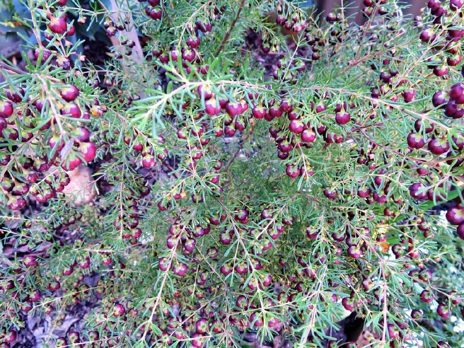 The fragrant boronia will benefit from a solid prune after flowering.