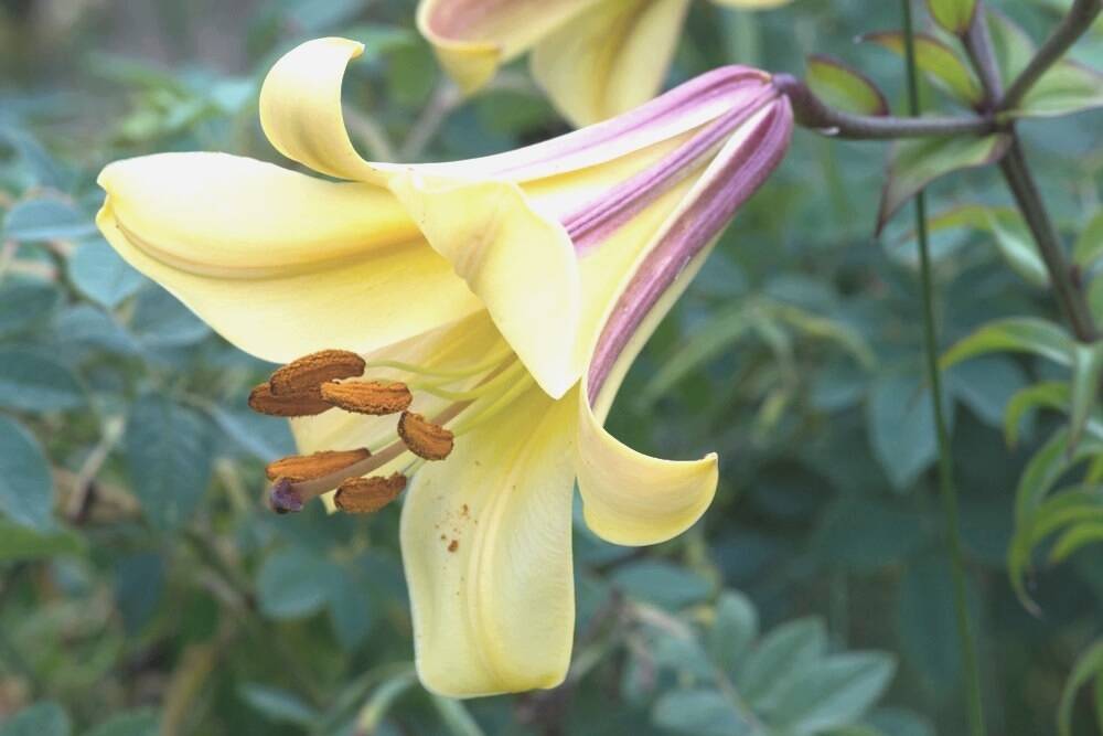 The trumpet lilium African Queen is an example of the diversity of the line.
