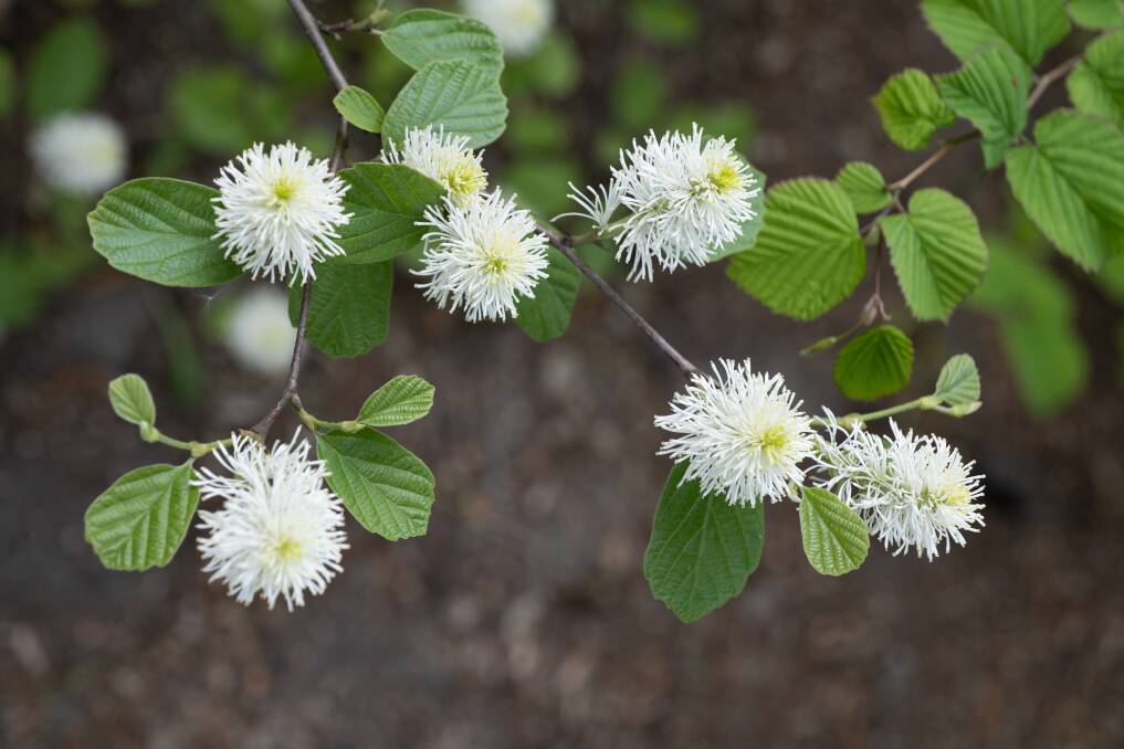 Fothergillas have delicious honey-scented white flowers and lovely foliage.