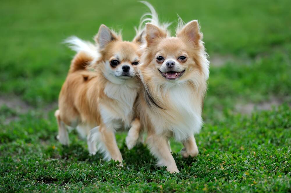 SUSCEPTIBLE: Patella luxation affects small breeds like chihuahuas. 