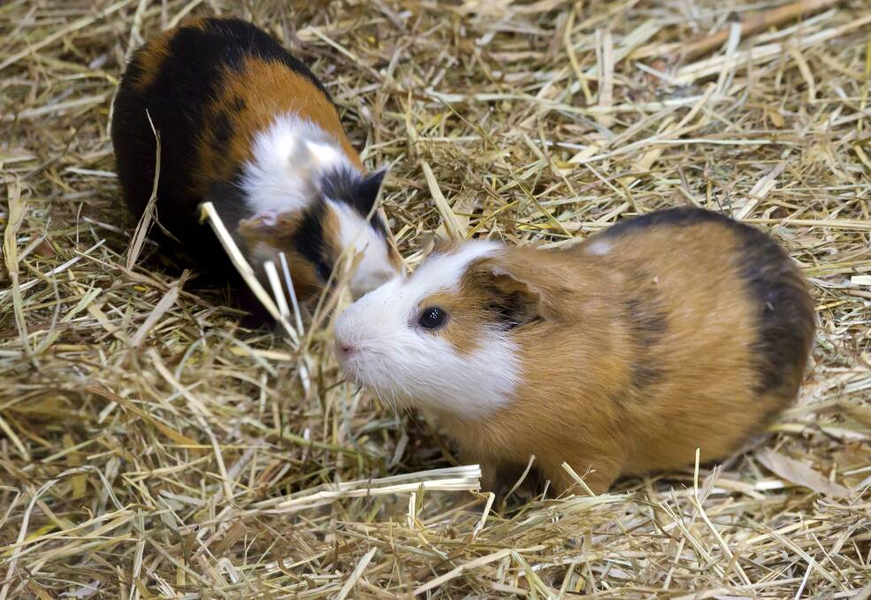 DELIGHTFUL: Guinea pigs often form strong bonds with owners.