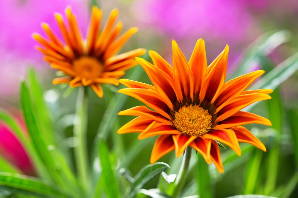 Bright gazanias thrive on the hottest days and also tolerate salt spray.