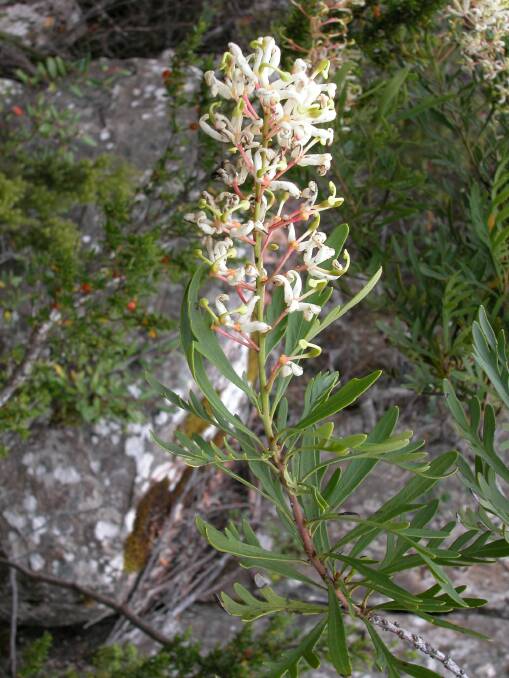 The lovely, endemic Lomatia tinctoria. Picture courtesy Greg Jordan, UTAS.
