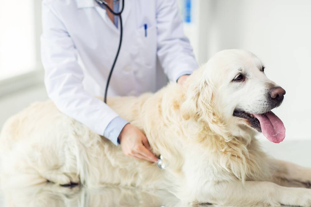 DESTRESS: There are steps you can take to help your pets deal with a trip to vets.