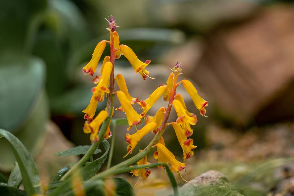 Lachenalias are ideal for borders or hanging baskets.