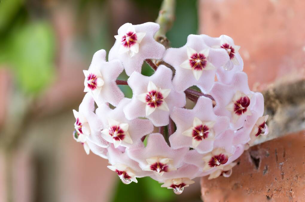 The hoya may look exotic but is delightful for beginners.