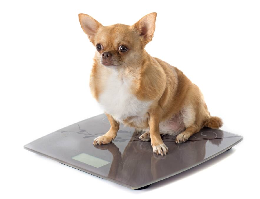TOO FAT: With one-third of Australian dogs suffering from obesity, you need to be aware of what your dog's healthy body shape and weight should be.