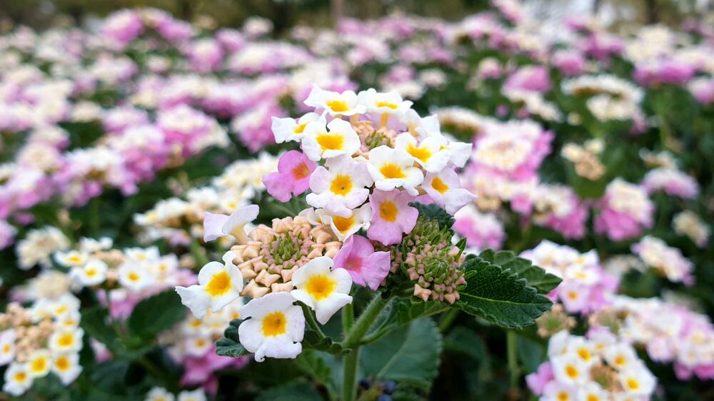 Sutera cordata is a delicate groundcover that blooms in summer.