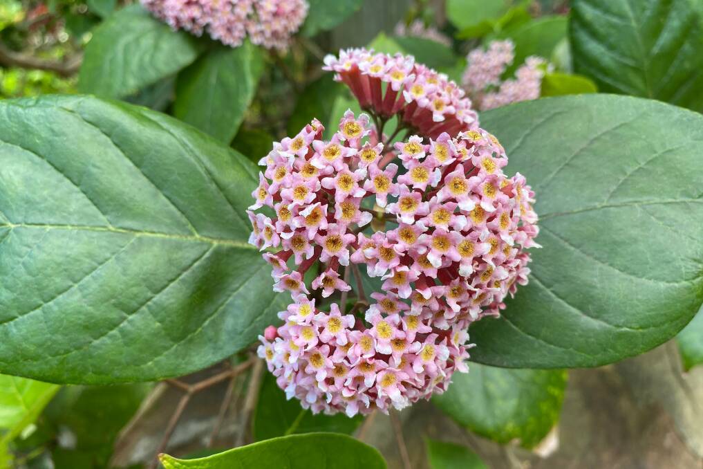 Rondeletia amoena is a hardy favourite which tolerates salt spray and sea breezes, making it ideal for coastal gardens.